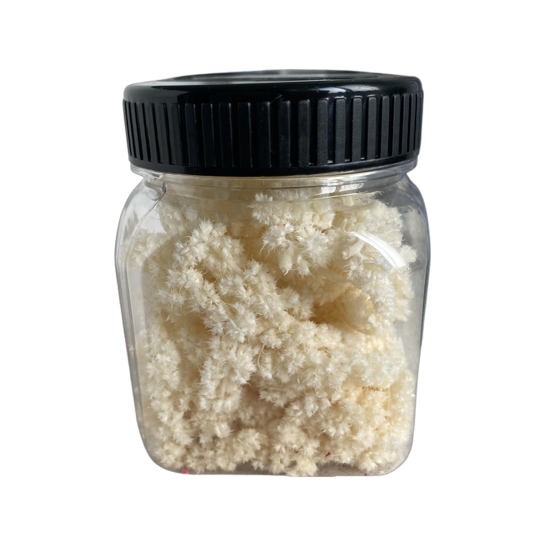 Dried Amaranthus Flower (bleached white) (FLWS.DD.L)